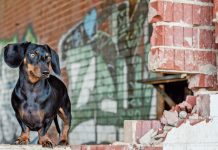 Glosse: „Wuff!“ – oder: Ich wollt’ ich wär mein Dackel. Wuff - oder: Ich wollt’ ich wär mein Dackel