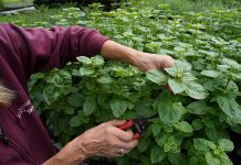 Rühlemann’s Kräuter und Duftpflanzen Sortenvielfalt in allen Facetten