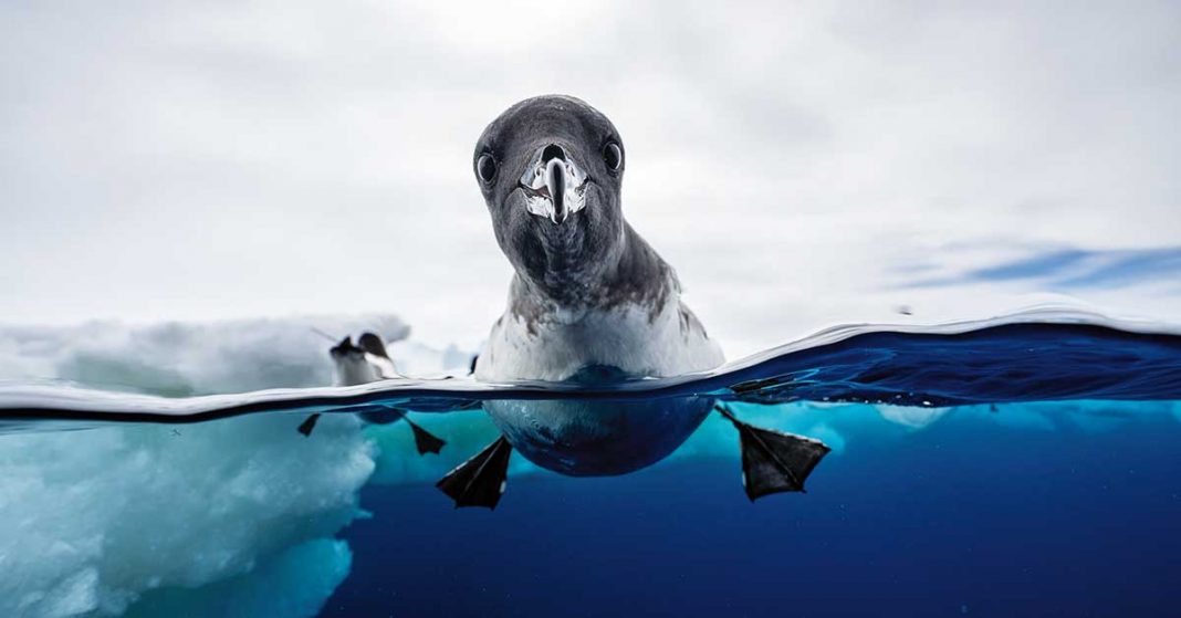 Jonas Beyer, Dänemark, Vögel: Zwei Welten