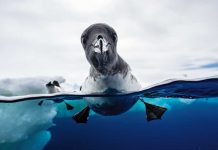 Europas beste Naturfotografien 2025 Jonas Beyer, Dänemark, Vögel: Zwei Welten