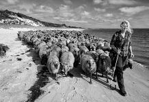 Urgeschichtliches Zentrum Wildeshausen Wanderschäfereien Schleswig Holstein Foto: Holger Rüdel